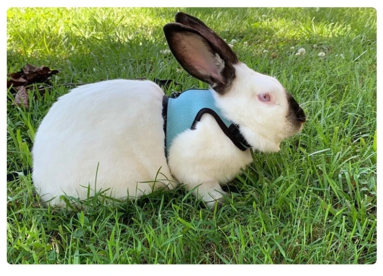 Mutil-Colors Breathable Stylish Vest Small Pet Carrier Bag Adjustable Soft Harness And Elastic Leash Set For Rabbits - Image 21