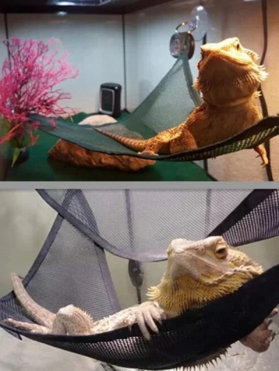 Reptile Hammock Lounger Ladder Accessories Set for Large Small Bearded Dragons Anole Geckos Lizards or Snakes Reptile Accessorie