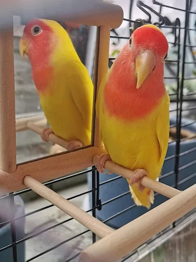 Wood Bird Mirror With Perch Stand Bird Toy Stand Bird Toy For Parrot Parakeets Cockatiels Cage Cage Parakeet Accessories
