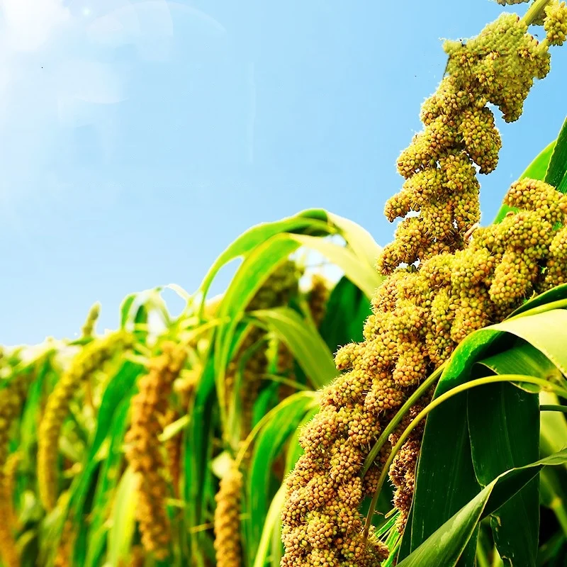 Bird Food Berry Seeds Parrot Food Parrot Yellow Millet Bird Food Xuanfeng Peony Tiger Skin Wenbird Food Tiger Pet Parrot Snack - Image 4