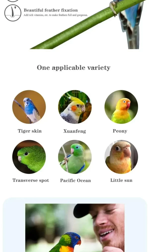 Bird food parrot feed oil sunflower bird feed parrot food bird food bird food feed - Image 15