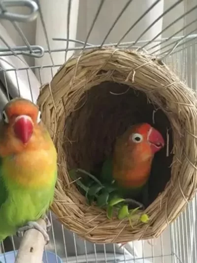 Birdcages Straw Bird Nests Natural Grass Woven Birdhouse Resting Breeding Nesting Cages Hideaway Shelter for Finch Canary