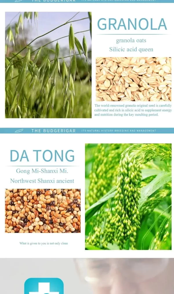Bird food parrot feed oil sunflower bird feed parrot food bird food bird food feed - Image 13