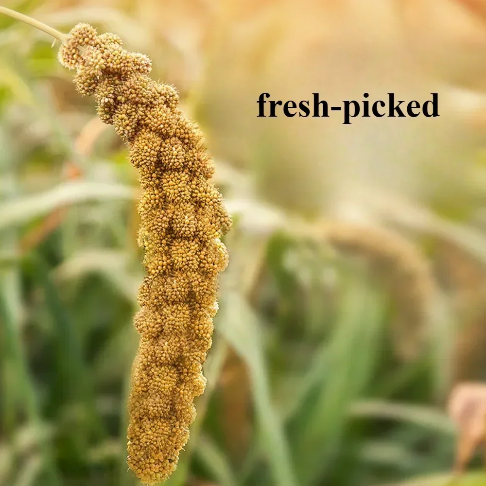 Parakeet snack grain with shell yellow millet Xuanphoenix tiger skin feed bird food bird food Wenbird pearl bird snack - Image 2