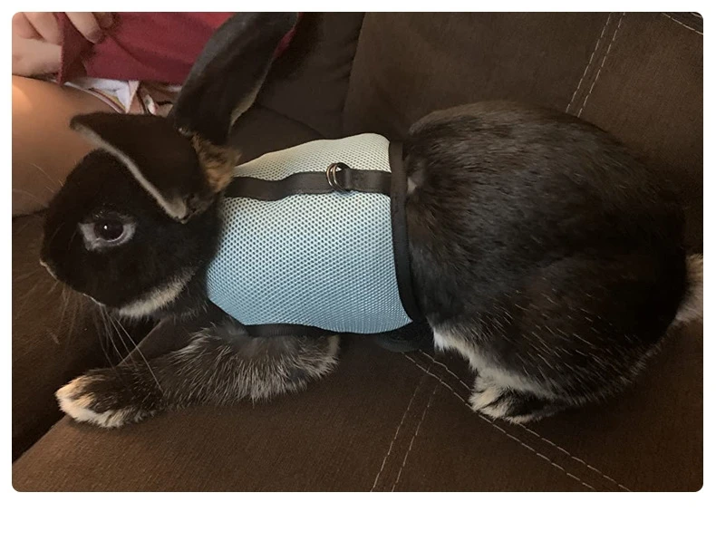 Mutil-Colors Breathable Stylish Vest Small Pet Carrier Bag Adjustable Soft Harness And Elastic Leash Set For Rabbits - Image 22