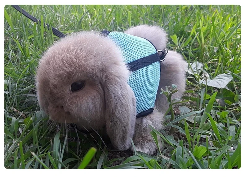 Mutil-Colors Breathable Stylish Vest Small Pet Carrier Bag Adjustable Soft Harness And Elastic Leash Set For Rabbits - Image 20