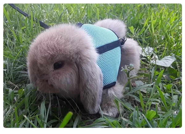 Rabbit Harness and Leash Set Bunny Pet Accessories Vest Harnesses Rabbit Leashes for Outdoor Walking Pets Supplies - Image 16