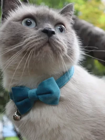 Pet Collars New Pet Bow Bell Collars Cute Cat Collars Pet Supplies Multicolor Adjustable Pets Dressing Tool Pets Accessories
