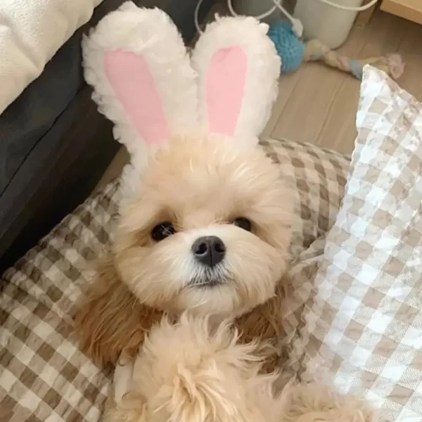 Funny Cat Headgear Cute Rabbit Ears Cap Warm Plush Ears Cat Accessories Hat PhotoProp Pet Bunny Cosplay Headdress Pet I8A8 - Image 7