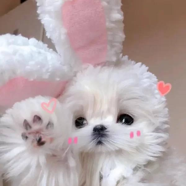 Funny Cat Headgear Cute Rabbit Ears Cap Warm Plush Ears Cat Accessories Hat PhotoProp Pet Bunny Cosplay Headdress Pet I8A8 - Image 5