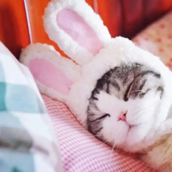 Funny Cat Headgear Cute Rabbit Ears Cap Warm Plush Ears Cat Accessories Hat PhotoProp Pet Bunny Cosplay Headdress Pet I8A8 - Image 6