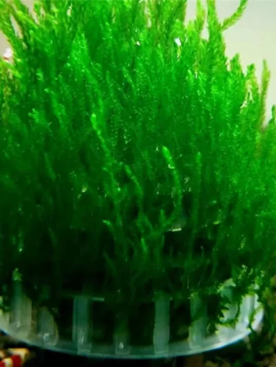 AK25-Aquatic Pet Supplies Decorations Aquarium Moss Ball Live Plants Filter Decor