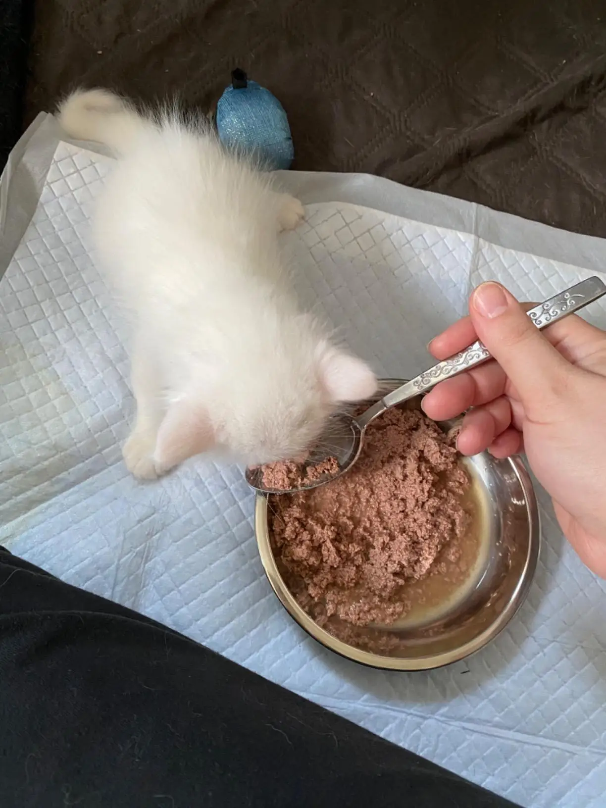 12 /6 PCS Cat Bowls Whisker Friendly, Shallow Wide Flat Cat Food Bowls Stainless Steel,Metal Cat Dishes Whisker Fatigue Relief - Image 10