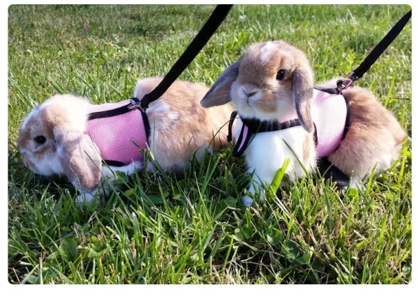 Rabbit Harness and Leash Set Bunny Pet Accessories Vest Harnesses Rabbit Leashes for Outdoor Walking Pets Supplies - Image 15