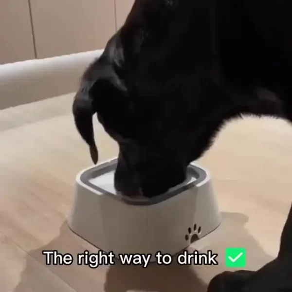 Dog Water Bowl Dog Bowl Slow Water Feeder No-Spill Pet Water Bowl Slow Feeder Dish - Image 12