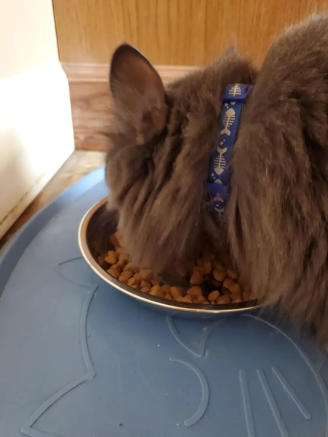 12 /6 PCS Cat Bowls Whisker Friendly, Shallow Wide Flat Cat Food Bowls Stainless Steel,Metal Cat Dishes Whisker Fatigue Relief - Image 5