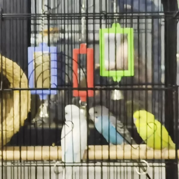 Bird Mirrors with Metal Bells Cockatiel Parakeets Mirror for Cage Bird Toy Swing Cage Accessories for Parrots Conure - Image 9