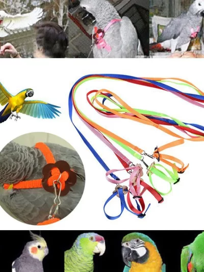 Parrot Harness Traction Rope Reptile Outdoor Safety Belt 5 Color Belt Gerbil Lizard Anti-bite Multi-color Light Traction Rope