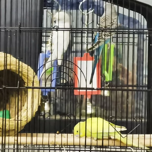 Bird Mirrors with Metal Bells Cockatiel Parakeets Mirror for Cage Bird Toy Swing Cage Accessories for Parrots Conure - Image 3