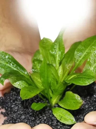 Aquarium Plant Seed Soil Aquarium Planted Substrate Sand Soil Fertilizer Mud for Fish Tank Plants Care Aquatic Pet Supplies 100g