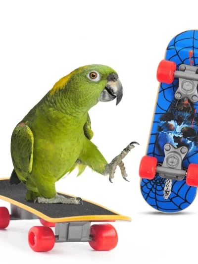 1 PC Parrot Training Skateboard Bird Supplies Skates Lovebird Canaries Perch for Parrots For Birds Calopsita Birds Accessories