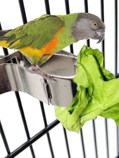 Birds Parrots Fruit Forks Food Holder Fruit Vegtable Clip Feeder Device Parrot Pet Bird Cage Accessory Pet Supplies 1-5Pcs