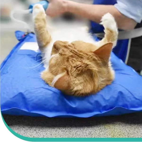 Animal Surgical Accessories Pet Vacuum Positioning Mat Small Veterinary Examination Pad Pet Care Room - Image 6