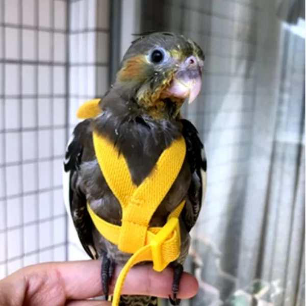 Parrot Flying Harness Leash Suit Macaw Accessories Stuff For Budgie Pet Bird Outdoor Flight Training Rope Cockatiel Supplies NEW - Image 2