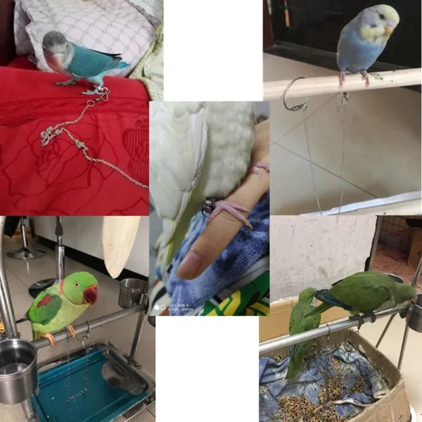 Bird Parrot Foot Chain Stainless Steel Ankle Foot Ring Stand Chain Outdoor Flying Training Starling  Pigeon  Bird Accessories - Image 14