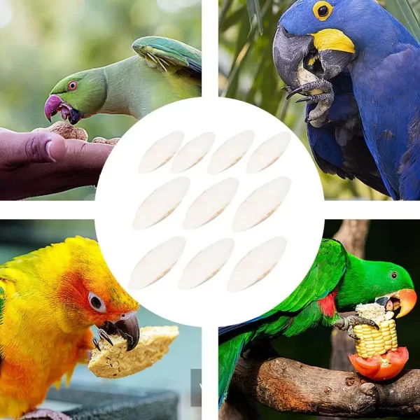 10pcs Cuttlefish Sepia Bone Parrot Chewing Cuttle Bone Bird Food Calcium Pickstone Parakeets Budgies Cockatiels Cuttlebone Toy - Image 10