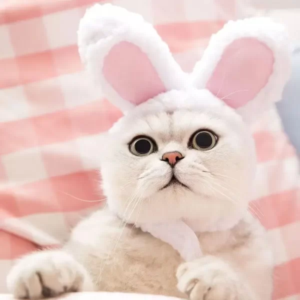 Cute Bear Rabbit Hooded Pet Cat Dog Accessories Cosplay Cat Hat Winter Lovely New Year Puppy Headgear Soft Velvet Pets Supplies - Image 5