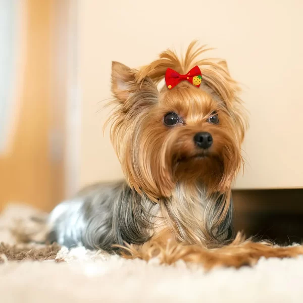 Dog Bow 200PCS Hair Accessories Cute Puppy Bow Handmade Removable Bow With Rubber Band For Dogs and Cat Wholesale Pet Supplies - Image 2