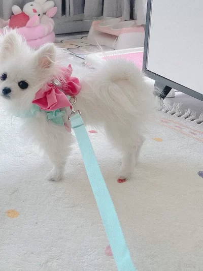 Green Pet Dog Harness Leash 2 Set Fashion Korean Pink Bow Teddy Collar Dog Walking Rope Chain For Small Medium Pet Dog Harness