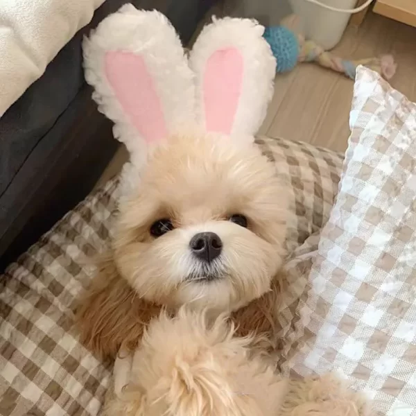 Cute Bear Rabbit Hooded Pet Cat Dog Accessories Cosplay Cat Hat Winter Lovely New Year Puppy Headgear Soft Velvet Pets Supplies - Image 6