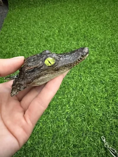 Crocodile Head Specimen Keychain Simple Car Keychain Accessories Birthday Gift Pendant