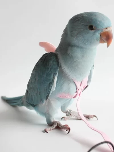 Parrot Flying Harness Leash Suit Macaw Accessories Stuff For Budgie Pet Bird Outdoor Flight Training Rope Cockatiel Supplies NEW