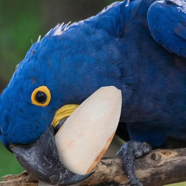 10pcs Cuttlefish Sepia Bone Parrot Chewing Cuttle Bone Bird Food Calcium Pickstone Parakeets Budgies Cockatiels Cuttlebone Toy - Image 8
