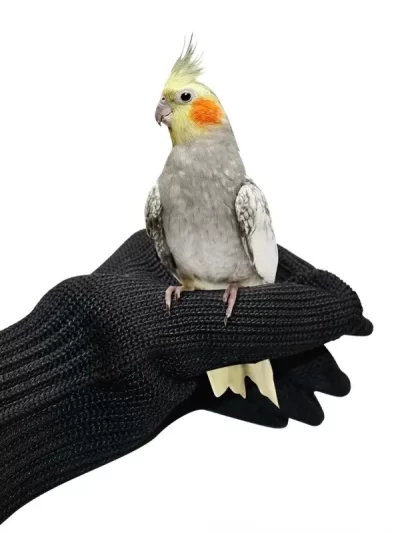 New Pet Gloves Parrot Anti-bite Gloves Pet Catch Bird Parrot Training Wire Bird Accessories A Pair of Gloves