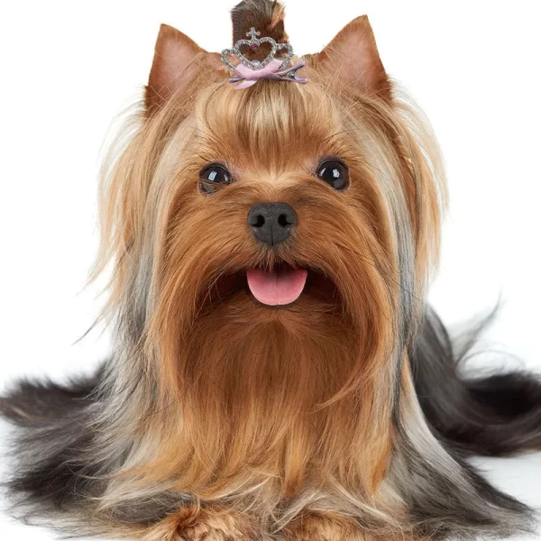 Dog Accessories Pet Grooming for Puppy Cat Dog Hair Clip Crown Bow Pet Hairpins Dog Multicolor Cat Headwear Pet Accessories - Image 19