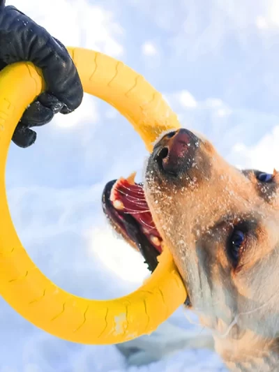 Interactive Training Pet Ring Puller Toys for Medium Large Dogs Greyhound Pitbull Safety EVA Big Dog Toy Mascotas Accessories