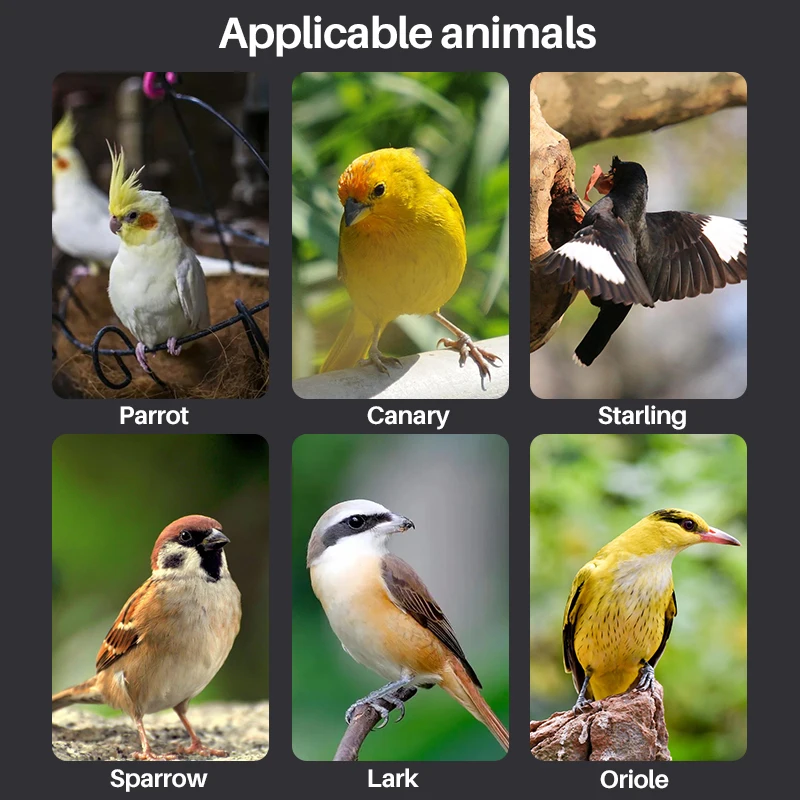 10/20/30/50ml Baby Bird Feeder Parrot Feeding Syringe Adjustable Hand-raised Breastfeeder Bird Supplies - Image 6