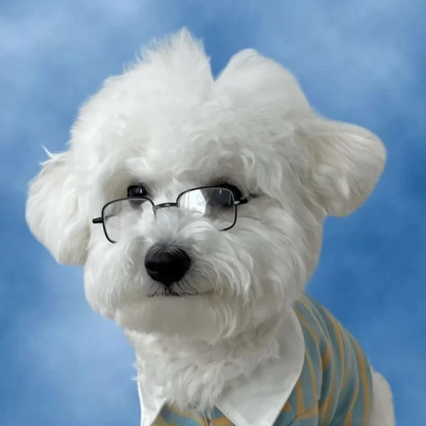 INS Dog Cat Pet Box Glasses Toy Sunglasses Paired with Jewelry Photography Puppy Accessories Dogs Sunglasses Dog Stuff - Image 7