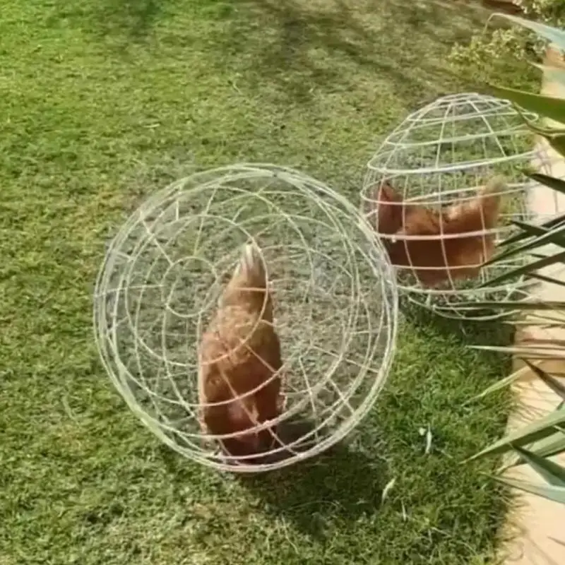 Plastic Ball Cage For Chickens 3 Pieces Spherical Pet Safety Cage Movable Chicken Cage Ball-Shaped Chicken Hamster Cages - Image 4