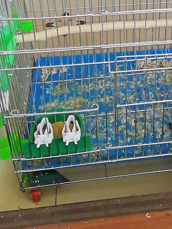 Cute Small Pet Bird Food Holder Parrot Fruits Vegetables Clip Cuttlefish Bone Feeder Device Clamp Bird Cage Accessories Oiseaux - Image 15