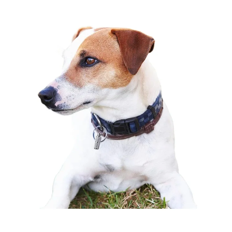 Dog Cat Name Tags Pet Collar ID Tag Keychain Anti-lost Nameplate Pendant Waterproof Capsule/Keyring Necklace Puppy Accessories - Image 10
