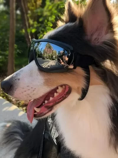 Pet Adjustable Dog Goggles Sunglasses Anti-UV Sun Glasses Eye Wear Protection Black Widely Used Dog Sunglasses Pet Dog Supplies