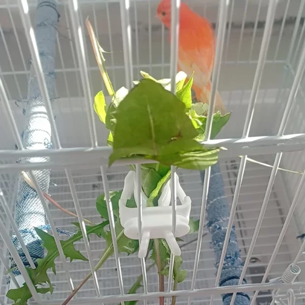 Cute Small Pet Bird Food Holder Parrot Fruits Vegetables Clip Cuttlefish Bone Feeder Device Clamp Bird Cage Accessories Oiseaux - Image 5