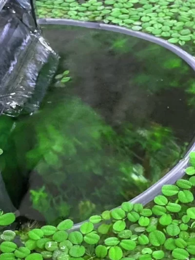 Aquariums Floating Plant Corral Floating Plant Fence Floating Plant Divider Fence Dropshipping