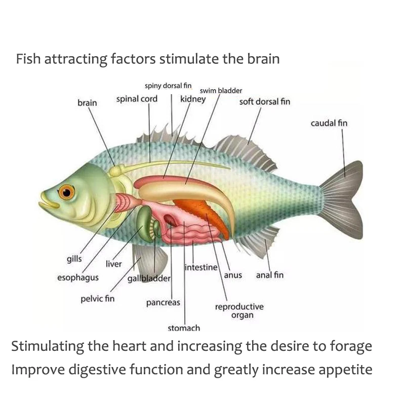 fish foodUniversal concentrated bait, red fragrant fish food granules,outdoor fishing accessories、Fishing bait、Shrimp clipper - Image 3