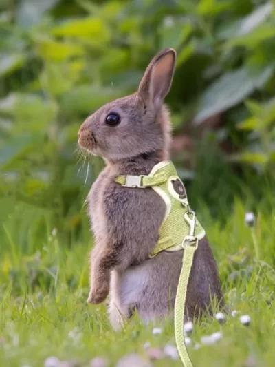 Cute Rabbit Harness Leash Set Bunny Pet Accessories Small Pet Carrier Teddy Bear Cat Leash Rabbit Collar  Rabbit Accessories